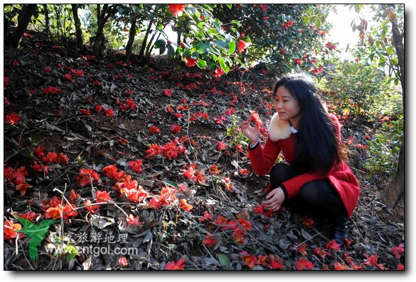 游人在婺源縣江灣鎮(zhèn)海拔1260余米的大瀲村紅花山油茶基地觀賞和拍攝盛開的山茶花。