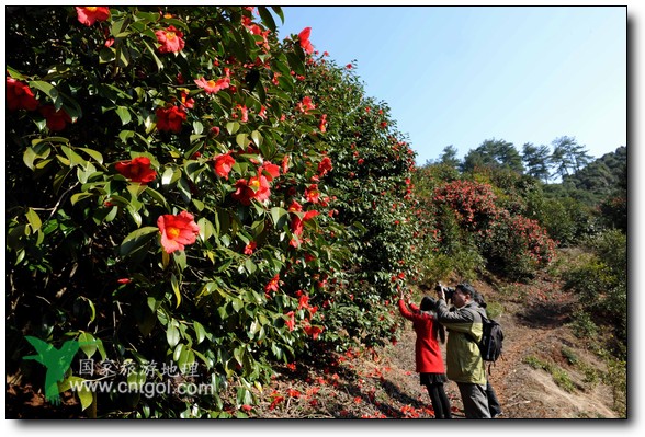 游人在婺源縣江灣鎮(zhèn)海拔1260余米的大瀲村紅花山油茶基地觀賞和拍攝盛開的山茶花。