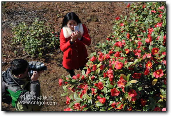 游人在婺源縣江灣鎮(zhèn)海拔1260余米的大瀲村紅花山油茶基地觀賞和拍攝盛開的山茶花。