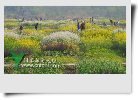 清明節(jié)這天，杭州城西郊的西溪濕地一處市民自種菜地里菜花紛繁，地里不少市民在忙著新一年的蔬菜作物的播栽，構(gòu)成了一幅幅美麗多彩的畫。