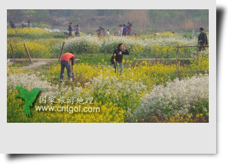 清明節(jié)這天，杭州城西郊的西溪濕地一處市民自種菜地里菜花紛繁，地里不少市民在忙著新一年的蔬菜作物的播栽，構(gòu)成了一幅幅美麗多彩的畫。