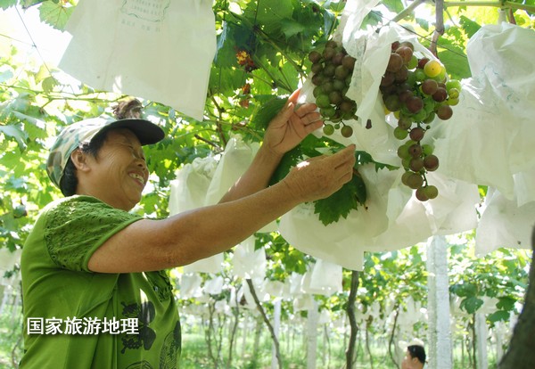 江西婺源：葡萄熟了為夏日旅游添景（圖）