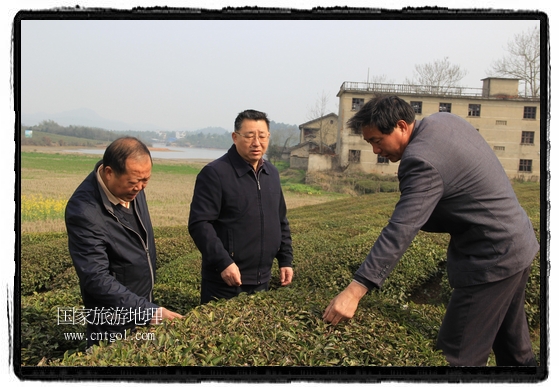 婺源縣茶業(yè)局積極組織茶技人員到中云、鎮(zhèn)頭、清華、思口等重點產茶鄉(xiāng)鎮(zhèn)，深入茶園地塊、名優(yōu)茶加工廠開展技術服務。